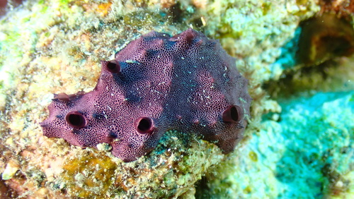 Chelonaplysilla violacea, 2025-10-04