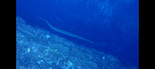 Fistularia commersonii