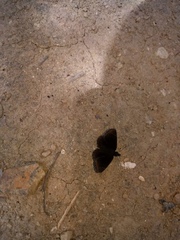 Carcharodini