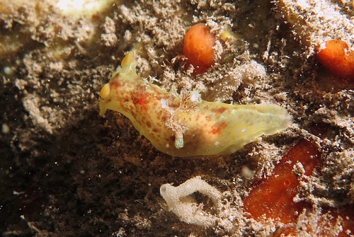Plocamopherus maculatus