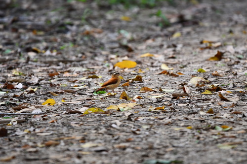 casaca-de-couro-amarelo (Furnarius leucopus)