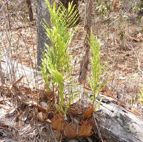 Drynaria rigidula