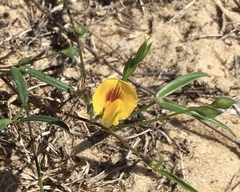 Zornia dyctiocarpa