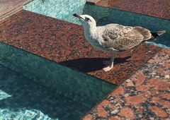Larus michahellis