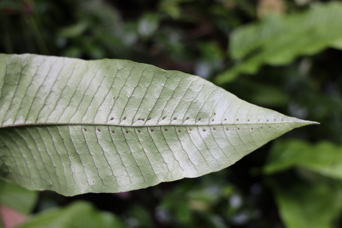 Colysis × leptophylla iNat (3)