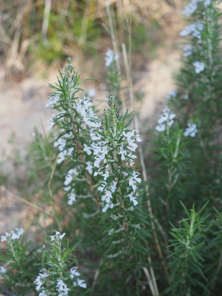 Salvia rosmarinus