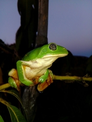 Agalychnis dacnicolor