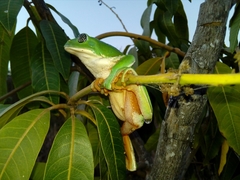 Agalychnis dacnicolor