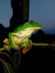 Agalychnis dacnicolor