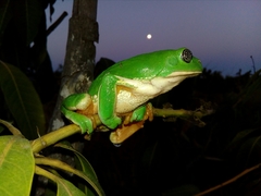 Agalychnis dacnicolor