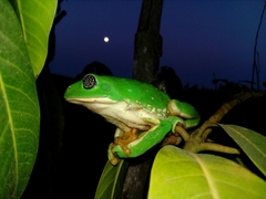 Agalychnis dacnicolor