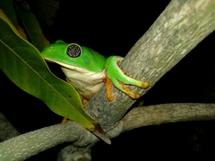 Agalychnis dacnicolor