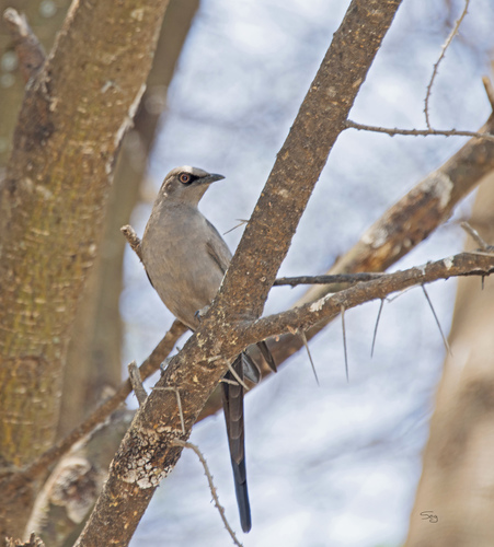 Ashy Starling (Lamprotornis unicolor), photo 5
