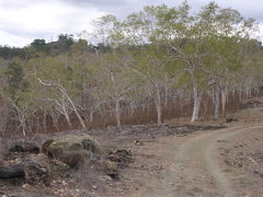 Eucalyptus alba