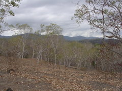 Eucalyptus alba
