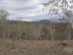 Eucalyptus alba