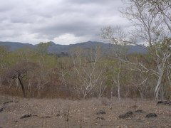 Eucalyptus alba