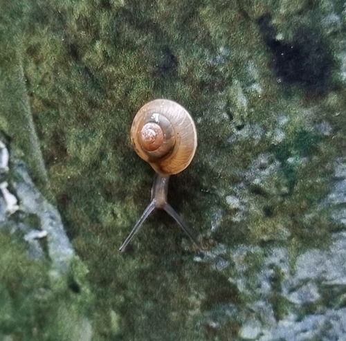 Hygromia cinctella