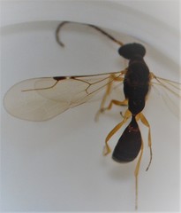Austranesia tofti