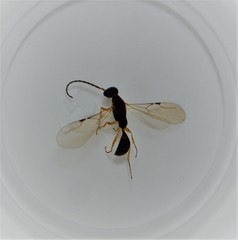 Austranesia tofti
