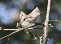 Oak Titmouse photo 5
