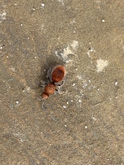 Sphaeropthalma unicolor