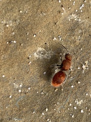 Sphaeropthalma unicolor