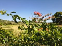 Combretum coccineum, photograph (c) jeanjacquesgodon, some rights reserved (CC BY)