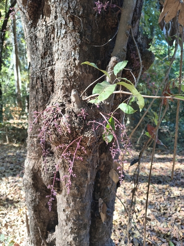 Sorindeia madagascariensis, photograph 2