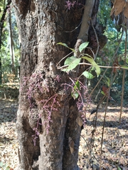 (c) jeanjacquesgodon, some rights reserved (CC BY) Sorindeia madagascariensis, photograph (c) jeanjacquesgodon, some rights reserved (CC BY)