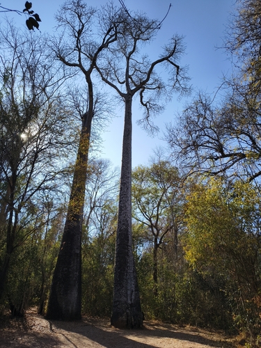 Adansonia madagascariensis