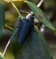 Cyrioides australis