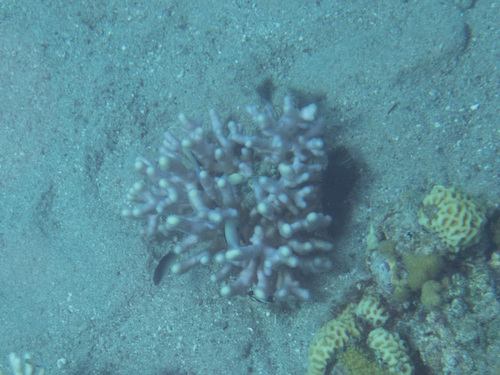 Pseudochromis pesi observed 2025-10-09