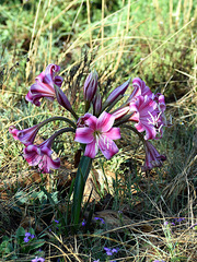 Crinum graminicola, photograph author not stated, no rights reserved