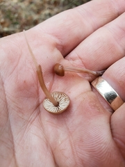 Mycetinis copelandii