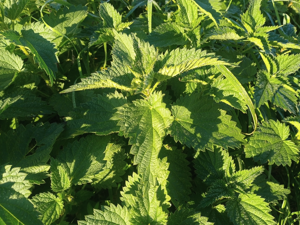 Urtica dioica