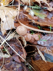 Mycetinis copelandii