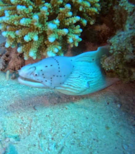 Geometric Moray — seen at this dive site