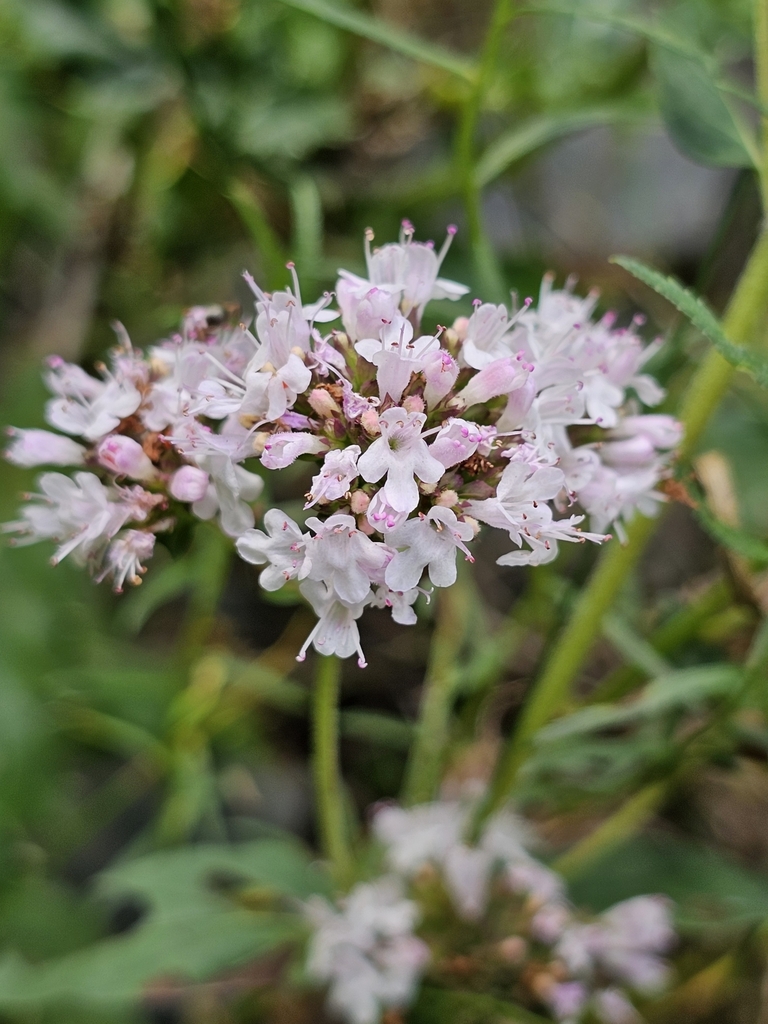 Origanum vulgare
