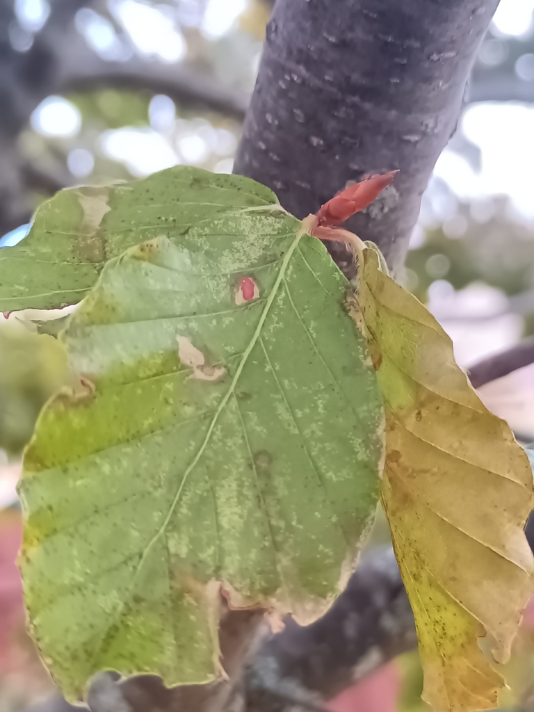 Fagus sylvatica 'Purpurea'