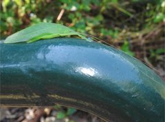 Phyllomimus klapperichi