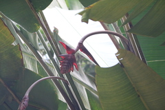 Heliconia mariae
