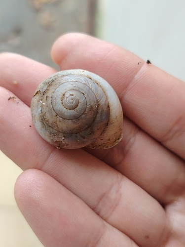 Camaena platyodon