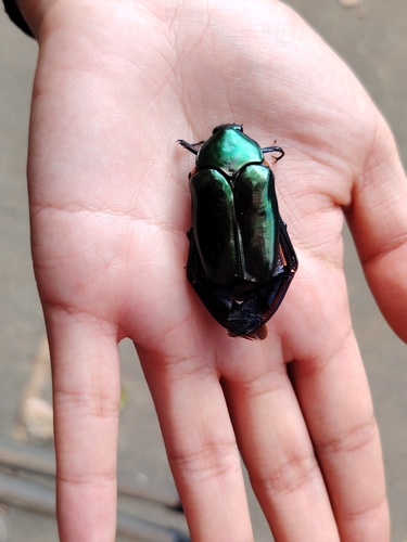 Asian Flower Beetle