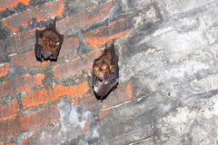 Hipposideros armiger terasensis