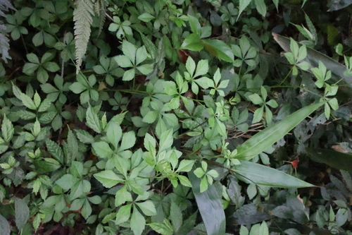Eleutherococcus nodiflorus observed 2023-04-23