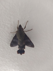 Macroglossum corythus