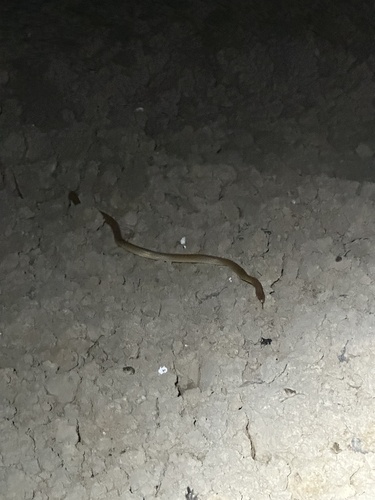 Pygmy Mulga Snake sighting
