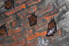 Hipposideros armiger terasensis