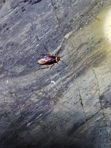 American Cockroach